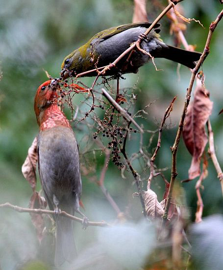  p>红额朱雀(学名: i>carpodacus subhimachalus /i>):中型 a>鸟类 /a