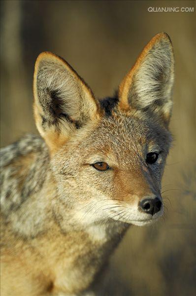  p>黑背胡狼(学名: i>canis mesomelas /i>):个头较小,长相似狗,行动