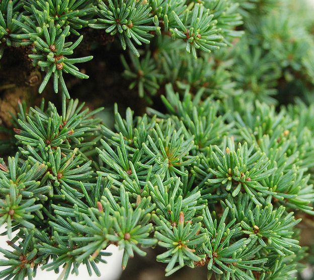  p>短叶雪松(学名:cedrus brevifolia)常绿乔木,树冠尖塔形,大枝平展
