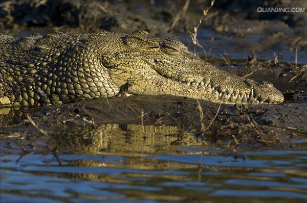  p>尼罗鳄(学名: i>crocodylus niloticus /i>),是非洲最大的鳄鱼和最