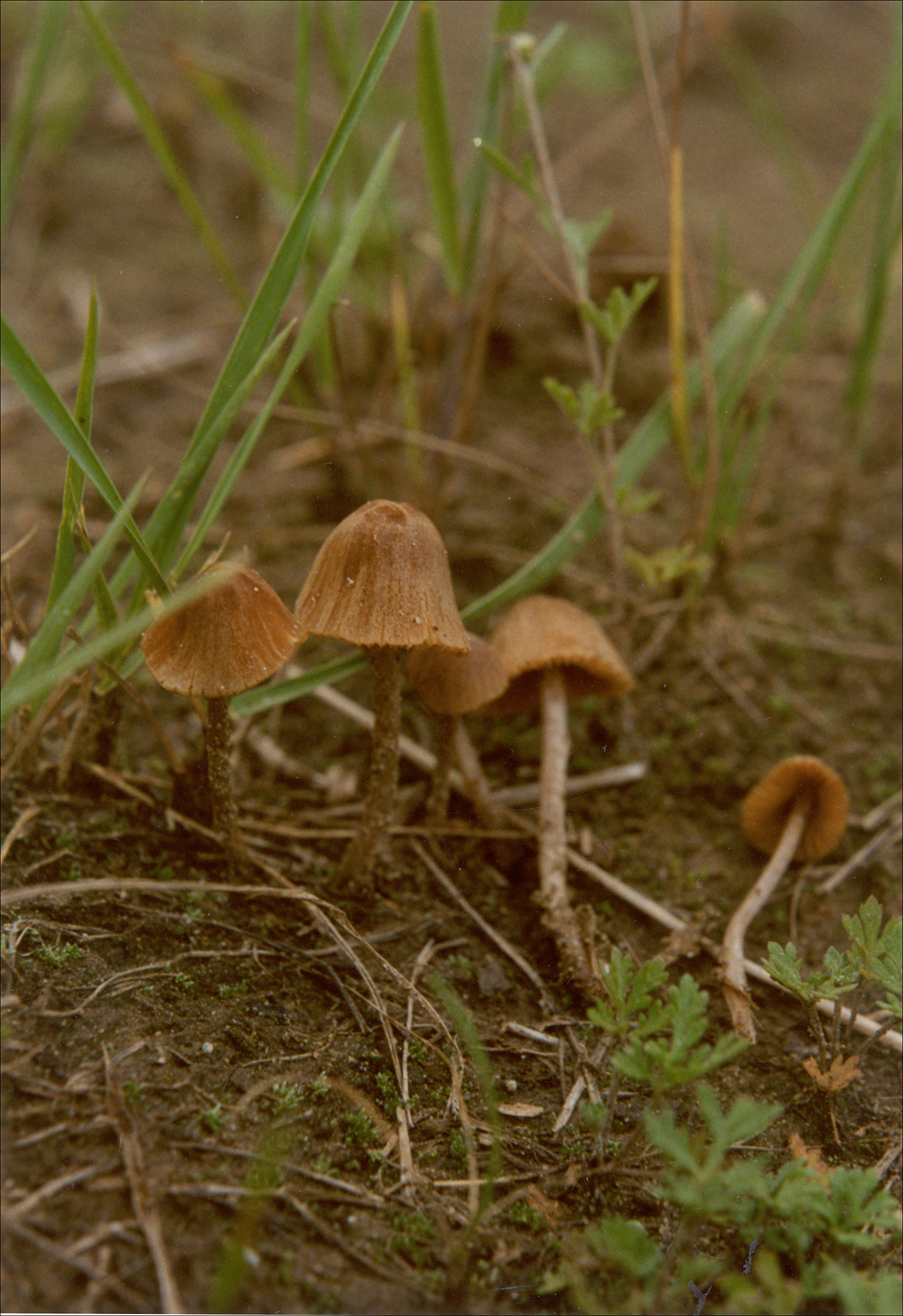  p>柔锥盖伞,层菌纲锈伞科真菌,分布在山西, a href="#" data-lemmaid