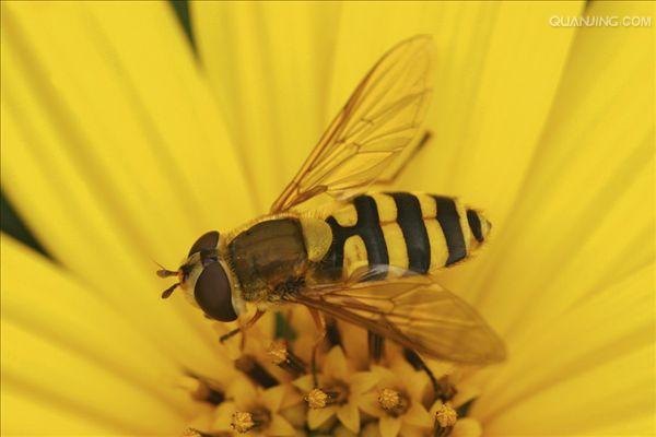  /i> i>corollae /i>, a href="#">食蚜蝇科 /a>食蚜蝇属的一种昆虫