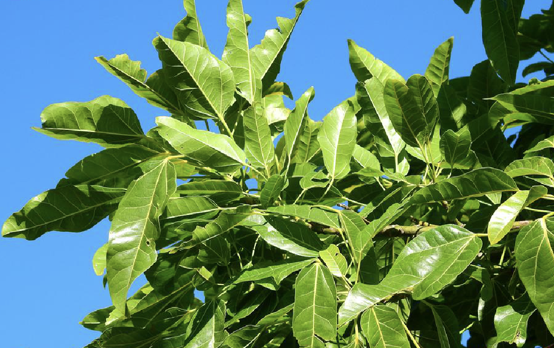  p>槭叶酒瓶树(学名: i>brachychiton /i>  i>acerifolius /i> (a.