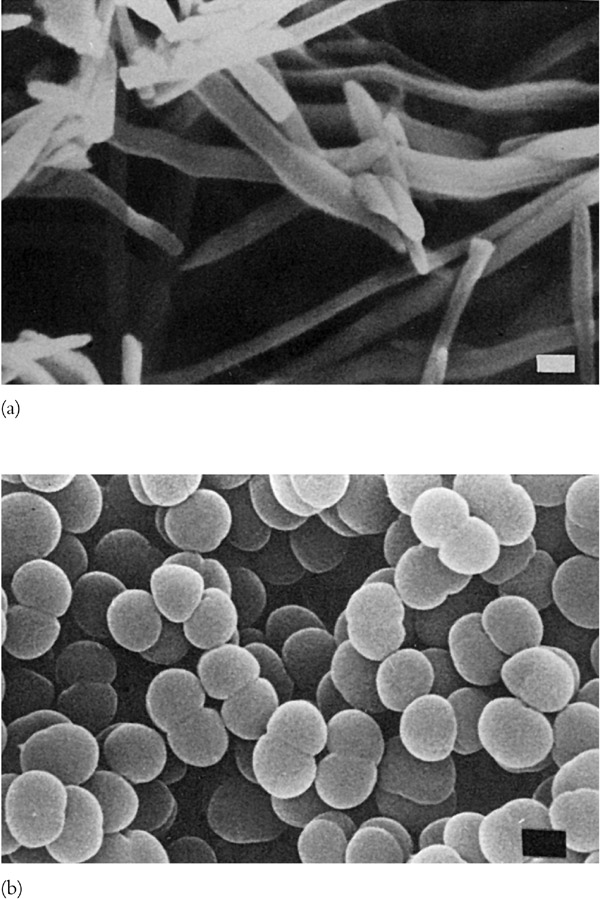  p>嗜盐菌(halophiles)又称作 a href="#" data-lemmaid="3333759">副