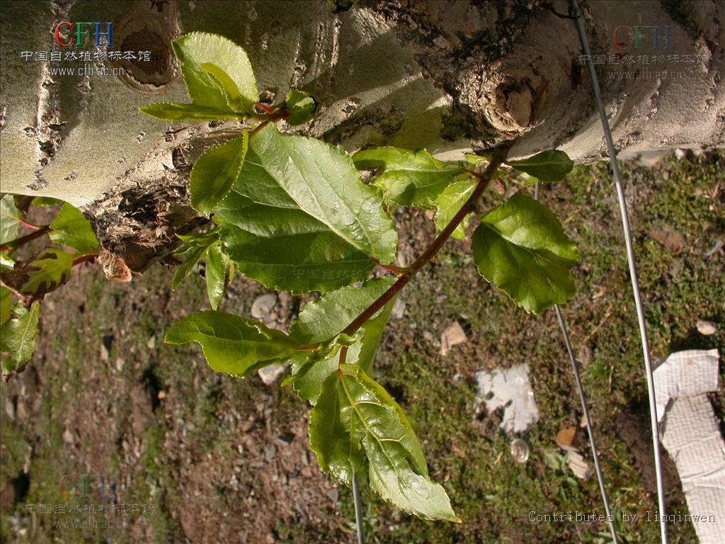  p>北京杨(学名: i>populus × beijingensis /i> w. y.