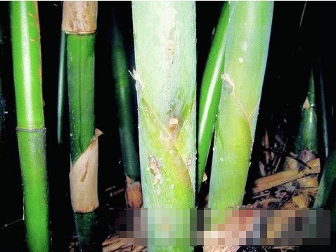  p>竹笋夜蛾, a target="_blank" href="/item/昆虫/30467" data