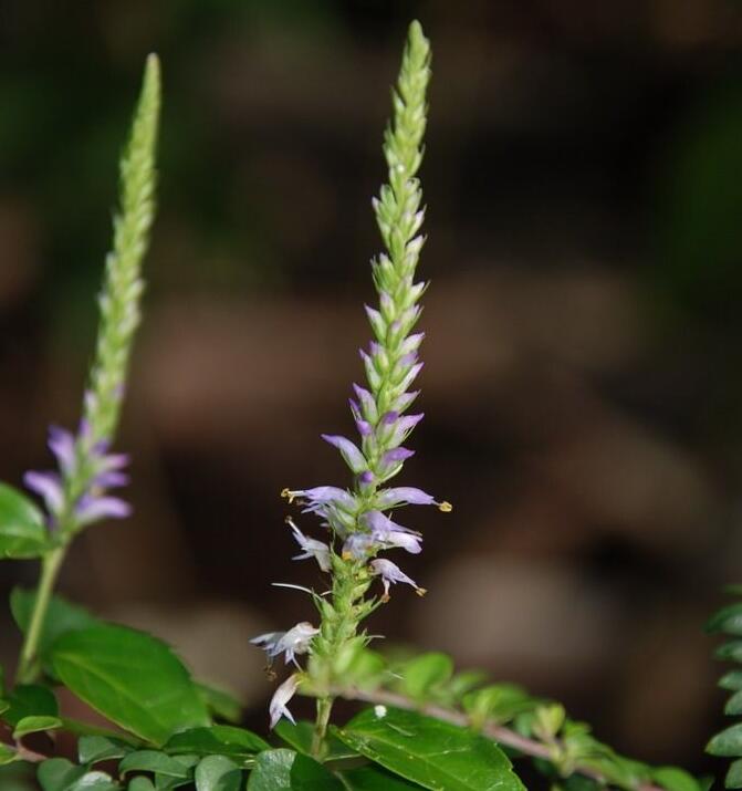 veronicastrum