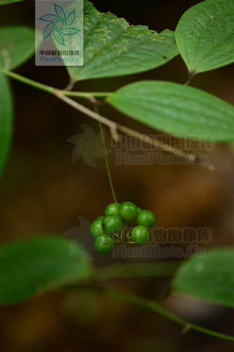 茎长可达2米,无刺.浆果梗下弯.3-4月开花,12月结果. /p