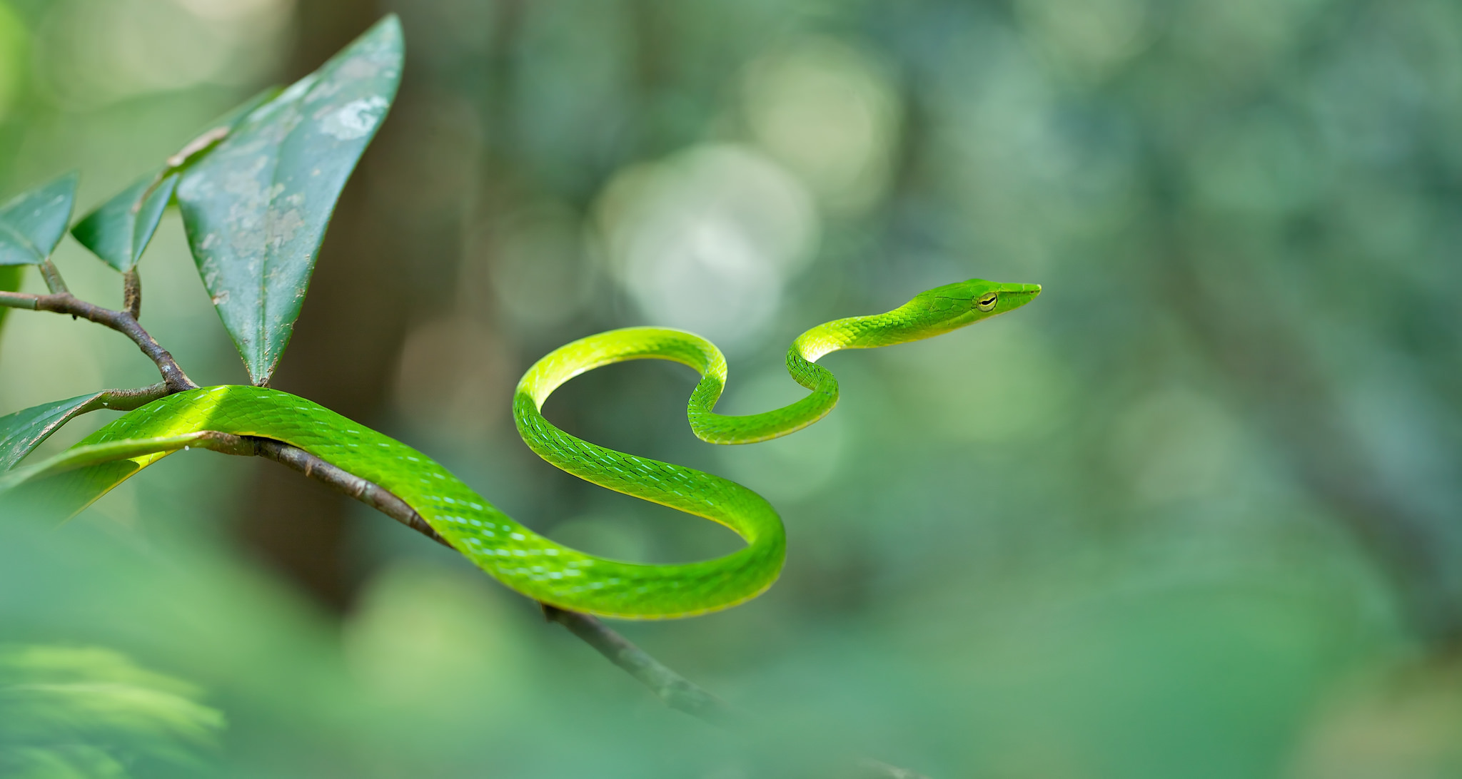  p>绿瘦蛇(学名: i>ahaetulla prasina /i>)是游蛇科,瘦蛇属轻毒性后