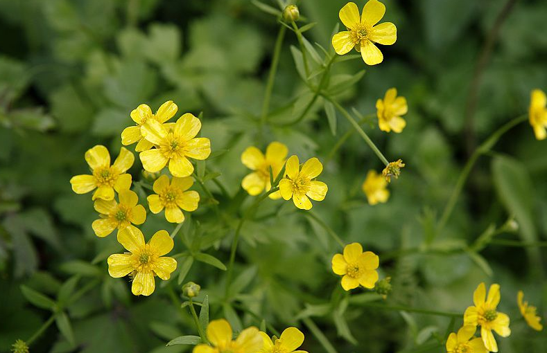  p>高原毛茛(学名:ranunculaceae)是毛茛科毛茛属植物.多年生草本.