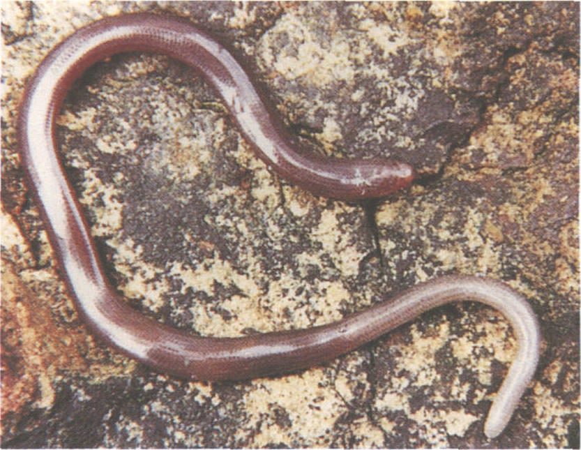  p>白尾双足蜥,双足蜥科双足蜥属物种,形似蚯蚓,通身被以覆瓦状排列的