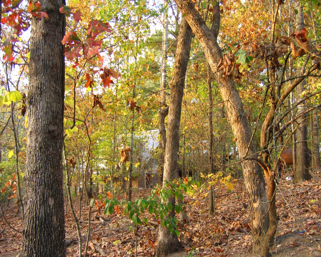  p>阔叶林:由 b> a target="_blank" href="/item/阔叶树">阔叶树 /a>