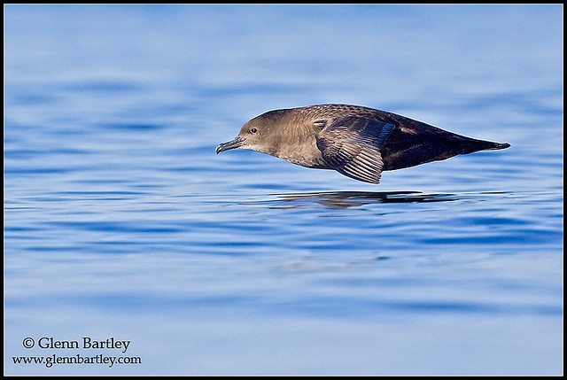 sooty shearwater