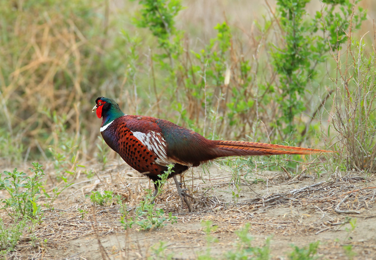雉鸡北高加索亚种