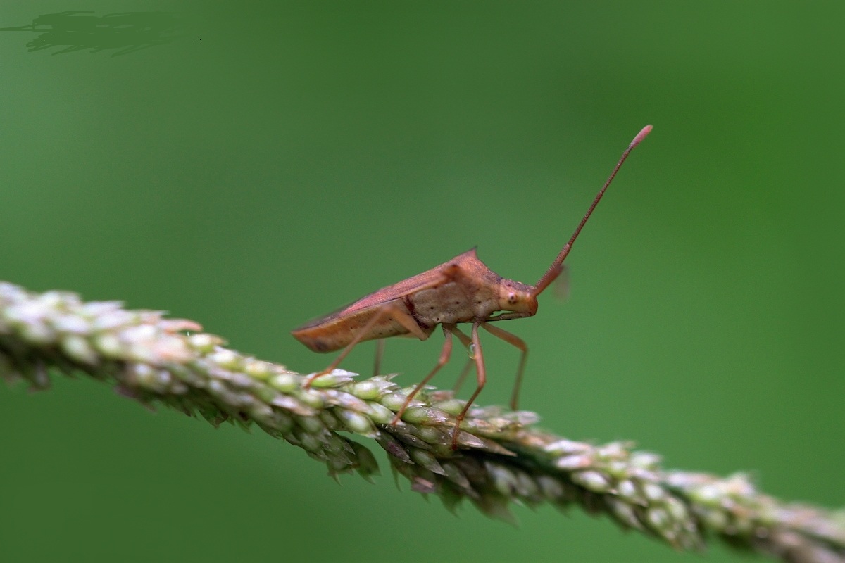  p>昆虫名,为半翅目,缘蝽科.