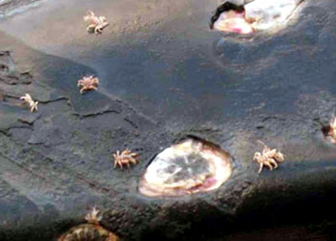  p>鲸虱(学名cyamidae)是 a href="#">节肢动物 /a>门软甲纲的海洋 a