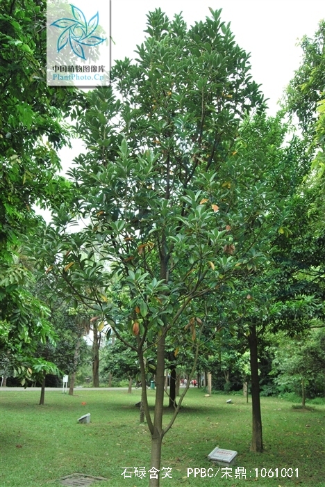  p>石碌含笑(学名: i>michelia shiluensis  /i>chun et y. f.