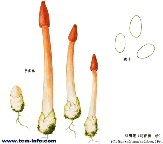 鬼笔（真菌）_百度百科