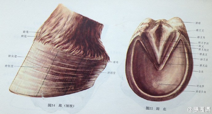 马蹄