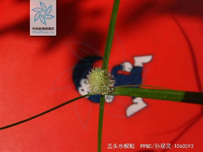  p>三头水蜈蚣,是 a target="_blank" href="/item/莎草科/6767725"