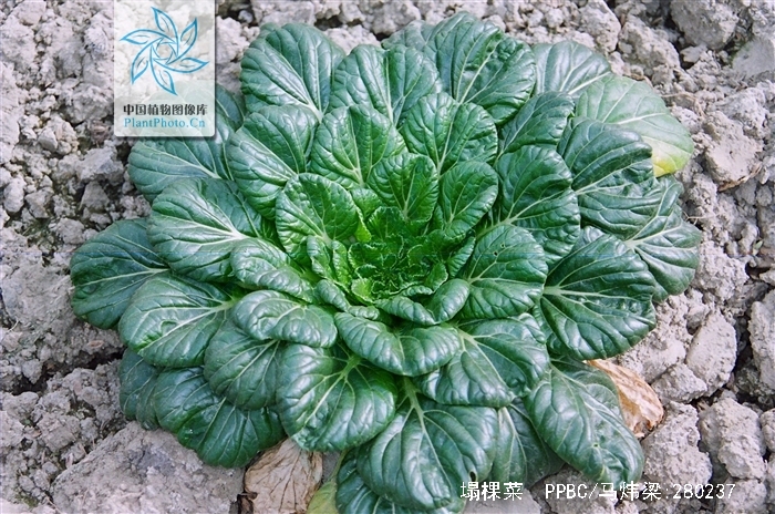  p>塌棵菜(学名: i>brassica narinosa /i> l. h.