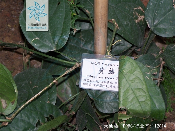  p>天仙藤(学名: i>fibraurea recisa /i> pierre.