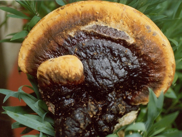  p>薄树灵芝生于树桩基部.分布于云南,广东,海南,香港等.