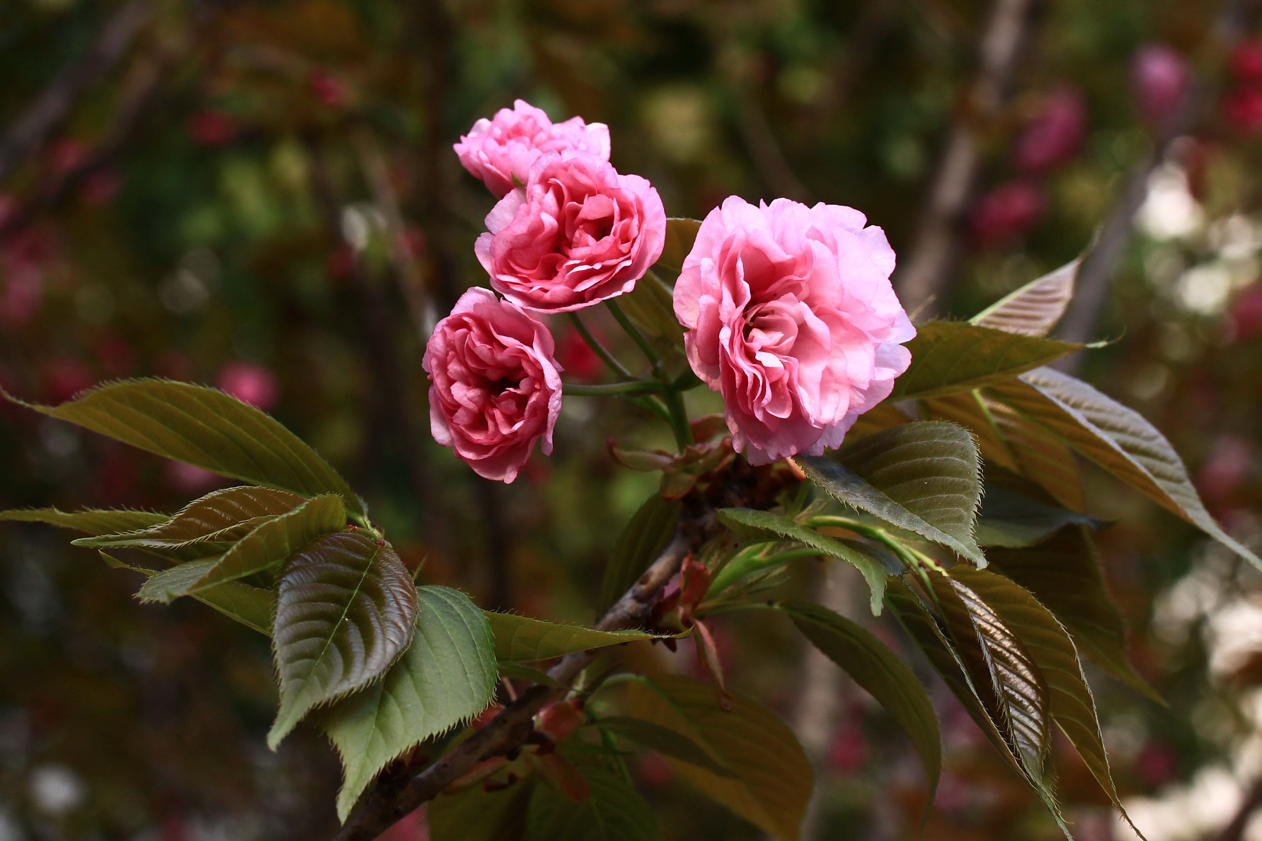  p>日本晚樱, a>蔷薇科 /a>樱属植物,落叶乔木,树皮银灰色,有锈色唇形