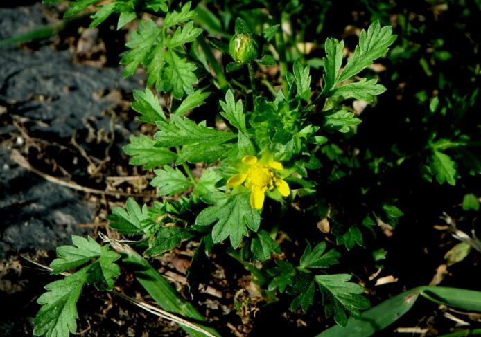  p>绢毛匍匐委陵菜(学名: i>potentilla reptans /i> l. var.