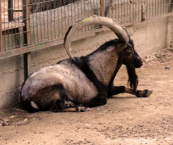  p>野山羊(学名: i>capra aegagrus /i>):是一种野生的 a target="