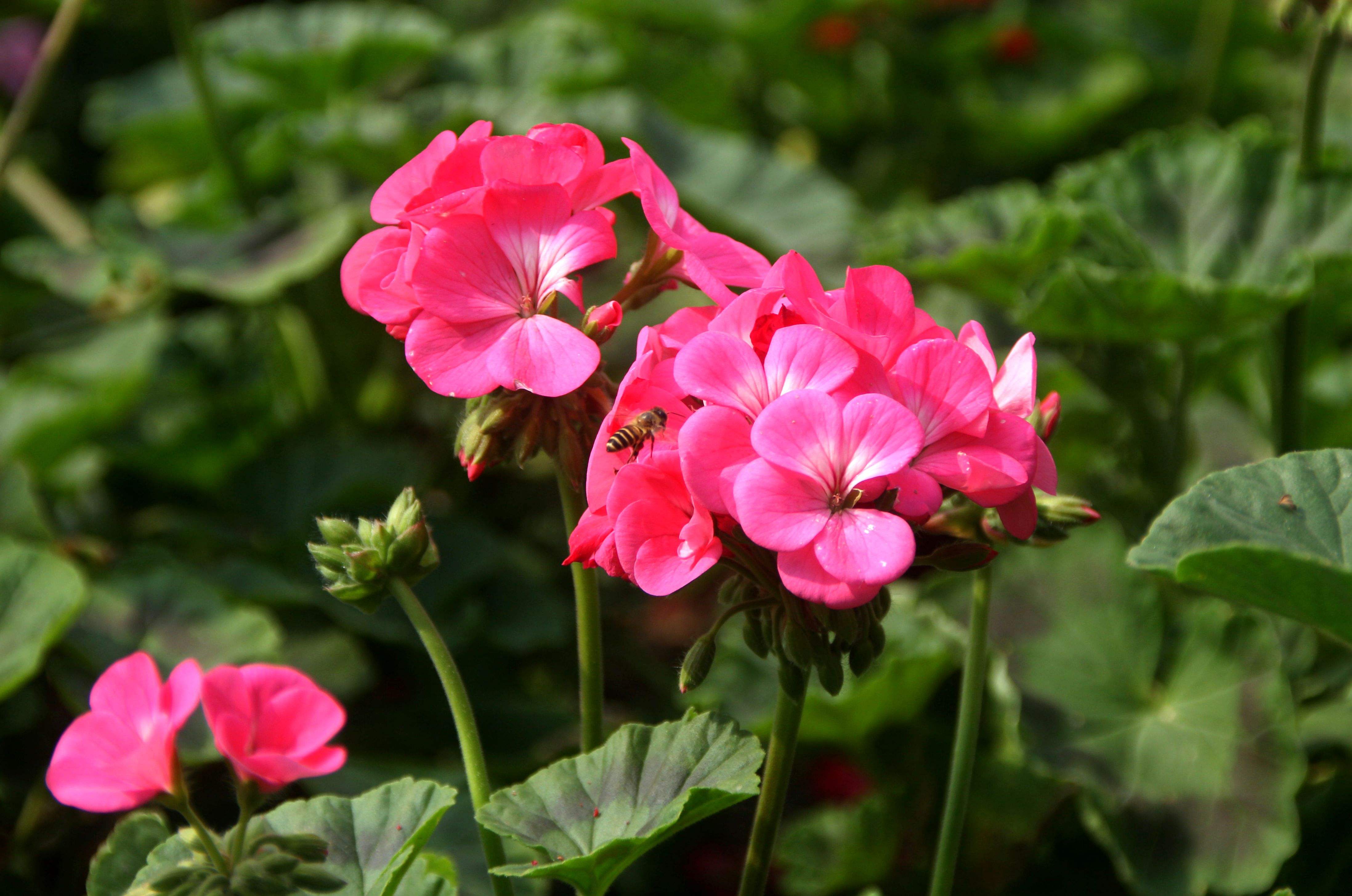  a target="_blank" href="/item/石腊红/10895349