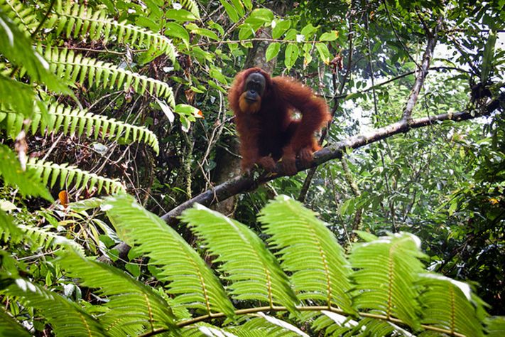  i>pongo abelii /i>):是 a target="_blank" href="/item/苏门答腊岛