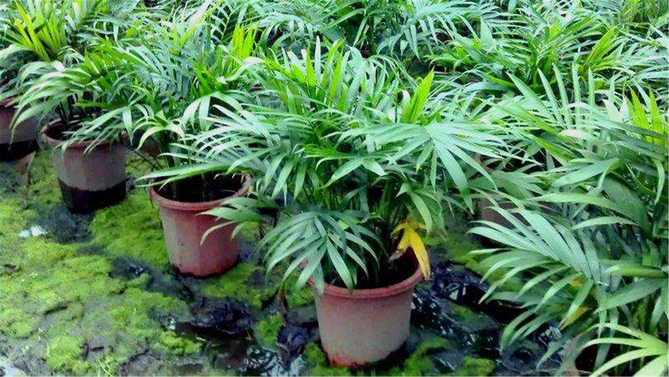  p>富贵椰子学名为拱叶竹节椰( i>chamaedorea cataractarum /i> mart