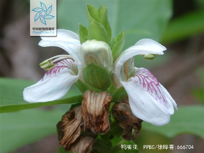鸭嘴花