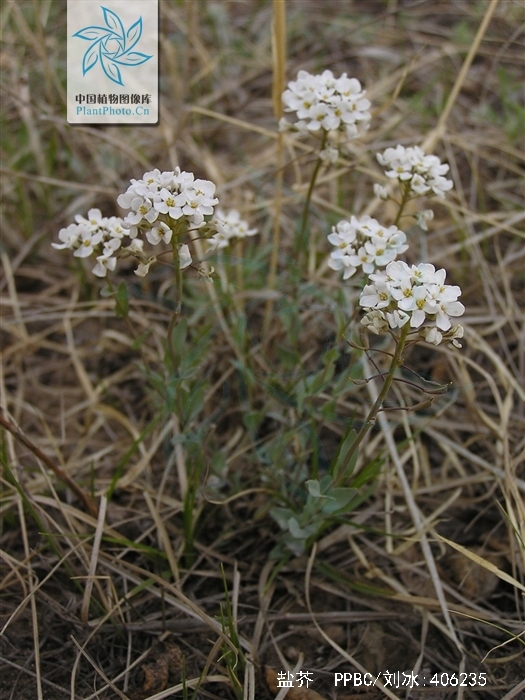 o. e. schulz),是十字花科盐荠属植物物种.