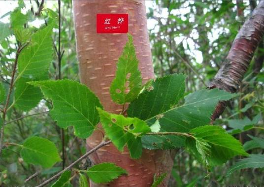 红桦HF-1_百度百科
