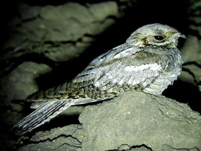  p>欧夜鹰(学名: i>caprimulgus europaeus /i>):体重75-100克,体长26