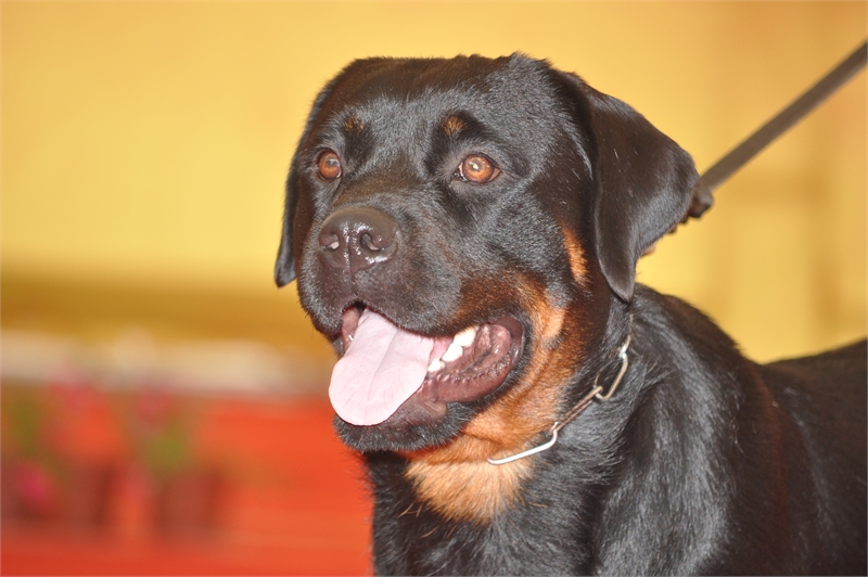 rotweiler