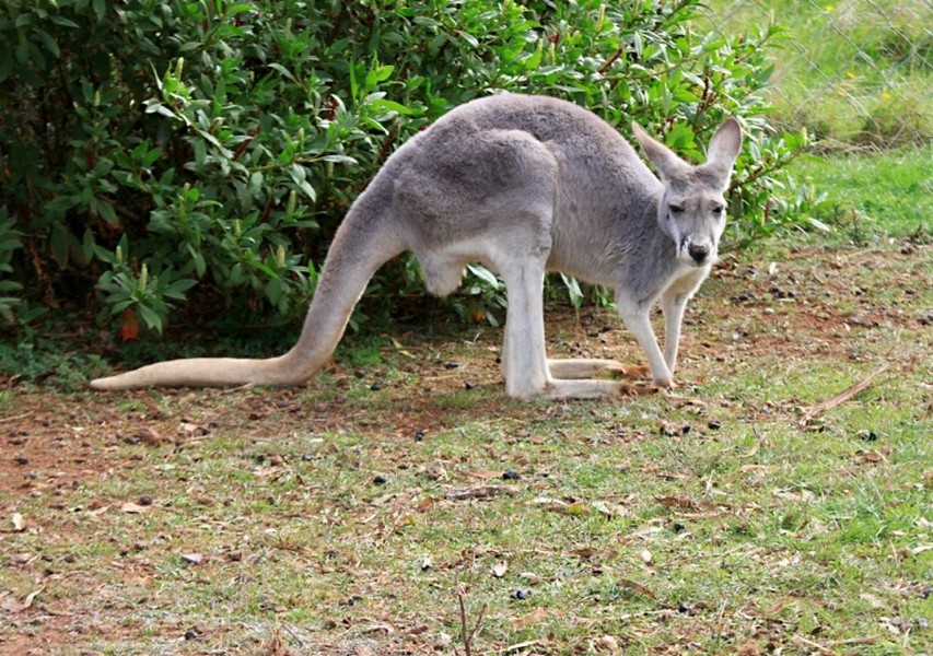  p>沙袋鼠(wallaby)是 袋鼠科( i>macropodidae /i>)几种中等大小的有