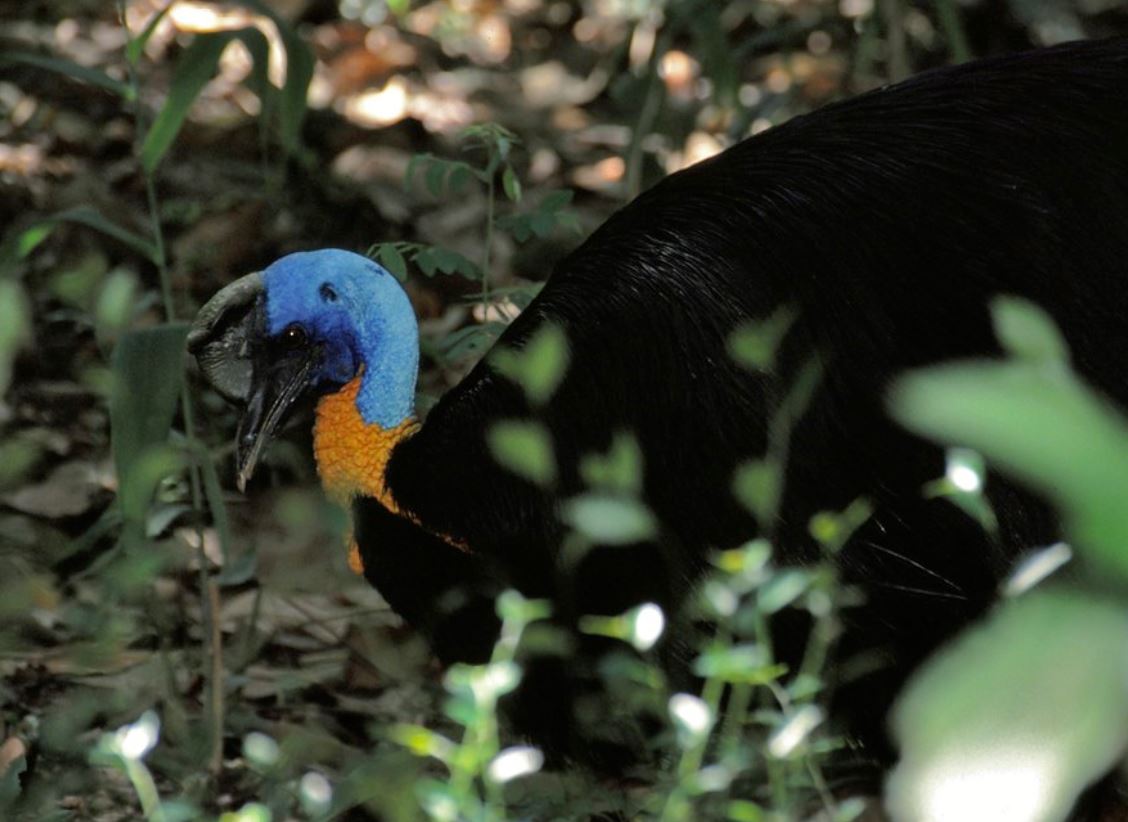  p>单垂鹤鸵(学名: i>casuarius unappendiculatus /i>):是 a>鹤鸵科 