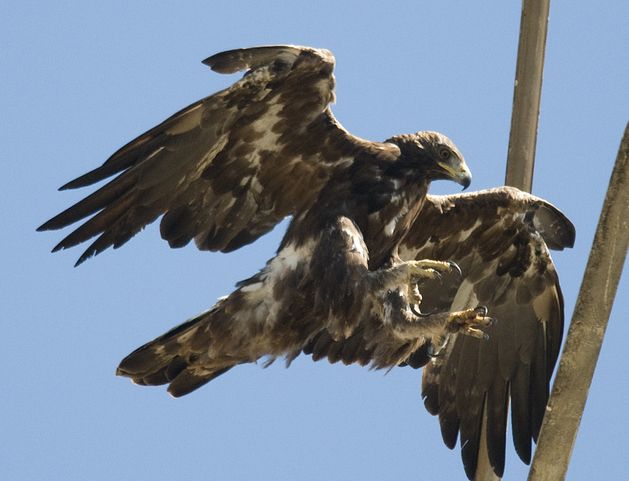 金雕加拿大亚种