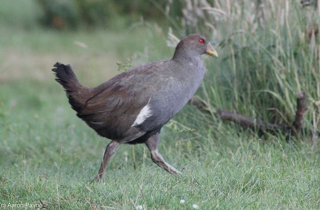  p>绿水鸡(学名: i>gallinula mortierii /i>)中型 a target="_blank"