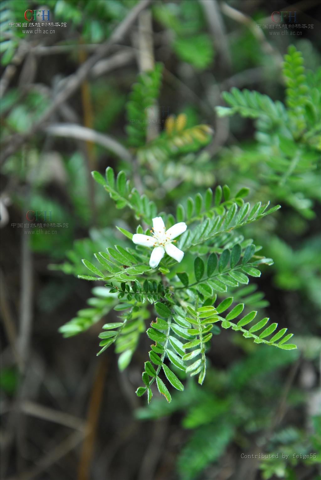 是蔷薇科小石积属植物,灌木,高达1-3米;小枝圆柱形, a href="#" data