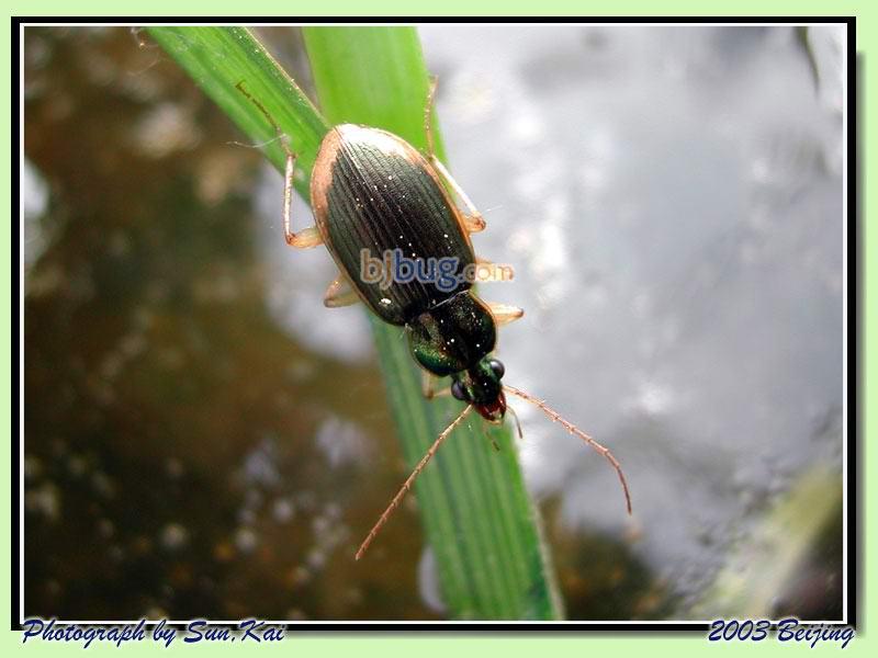 chlaenius spoliatus rossi