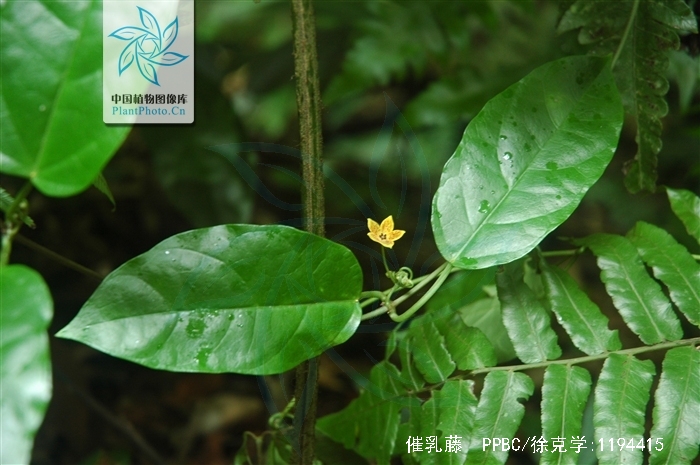  p>催乳藤,为 a target="_blank" href="/item/萝藦科/2946939" data