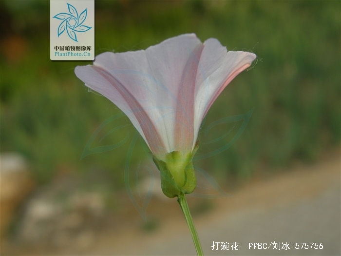  p>打碗花(学名: i>calystegia hederacea /i> wall.ex.roxb.