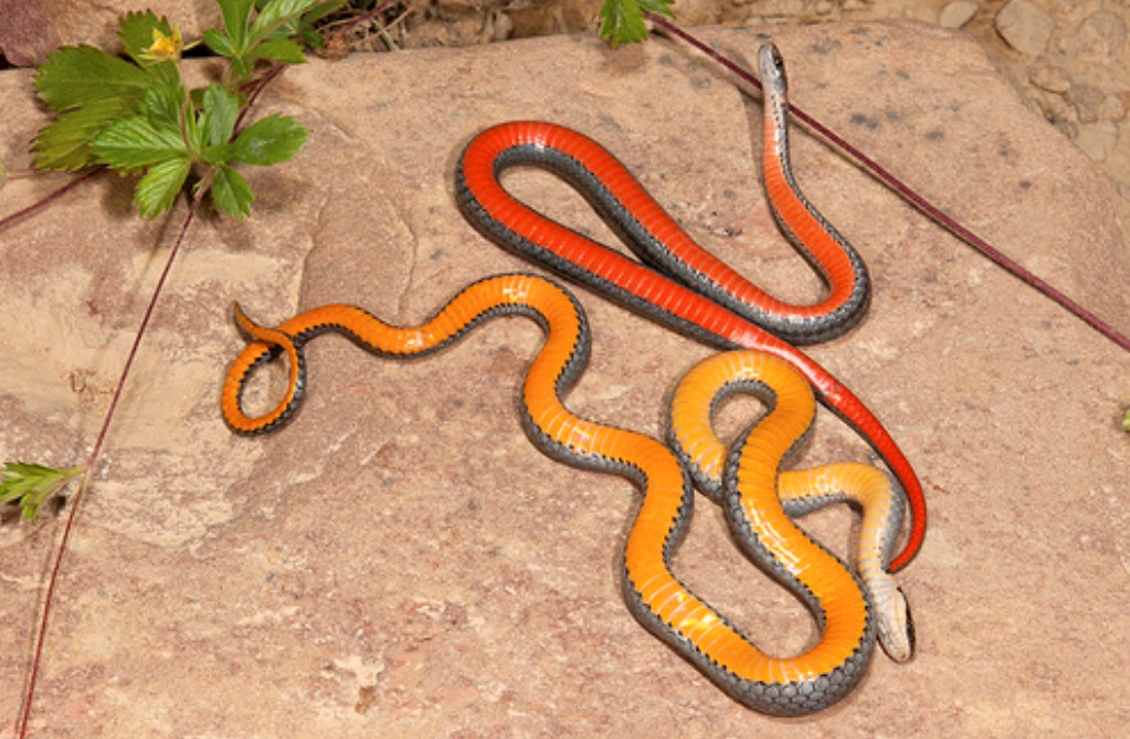 snakes)有着橙色或者深红色腹面,边缘有灰色条纹,蛇背面呈现灰色,褐色