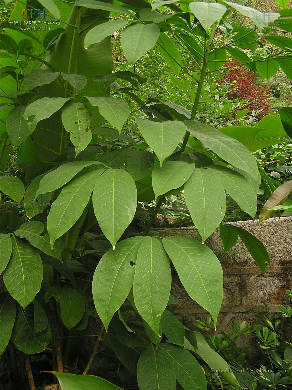  p>橡胶树属(hevea aubl.