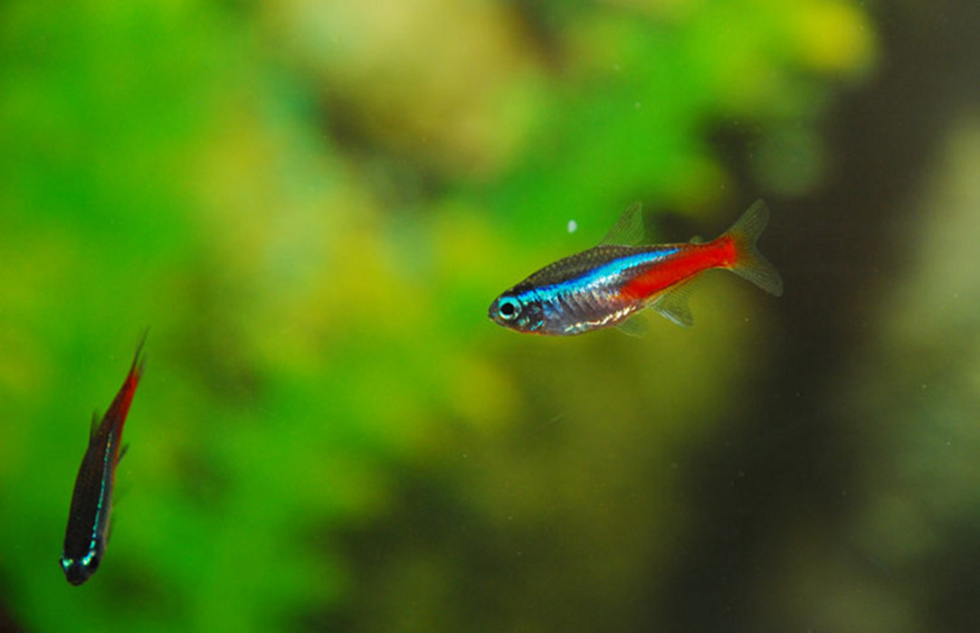  p>霓虹灯鱼又被称为 a target="_blank" href="/item/红绿灯鱼