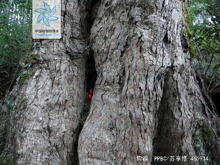  p>钩锥(学名: i>castanopsis tibetana /i> hance)是壳斗科,锥属 a